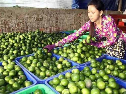 trong chanh khong hat, khong nhung het ngheo con tien ty tau o to hinh anh 1