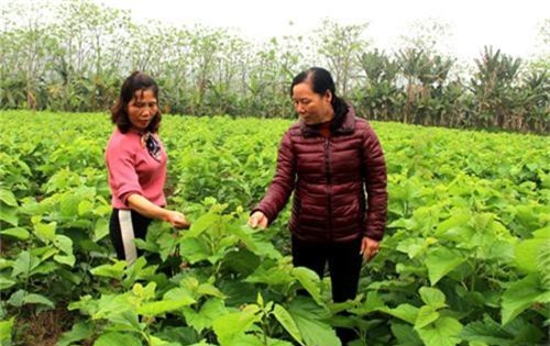 trong dau nuoi tam o day thu 60 ty, sang nam phan dau thu 150 ty hinh anh 1