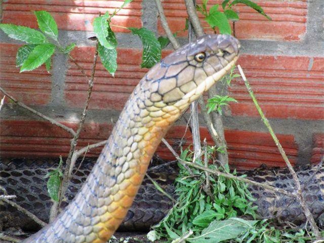 Cặp rắn "khủng" đúng là rắn hổ mang chúa cực độc