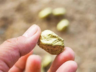 Dắt chó đi dạo, bất ngờ vớ được quặng vàng gần 600 triệu đồng