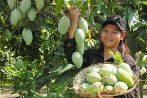 Xoài An Giang sắp thâm nhập thị trường Mỹ