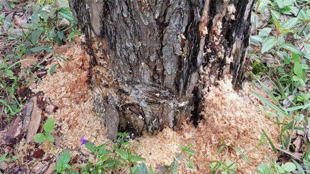 Lâm Đồng: Khởi tố vụ hơn 10ha rừng thông bị đầu độc, không thể cứu chữa