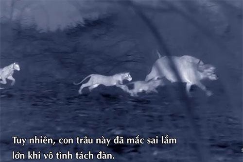 Trâu rừng 'hoảng loạn' kêu cứu vì lỡ tách đàn trong lúc bị sư tử truy đuổi