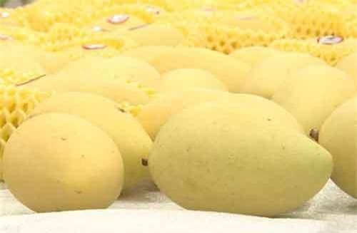 An Giang sẽ xuất khẩu xoài sang thị trường Mỹ trong tháng 6