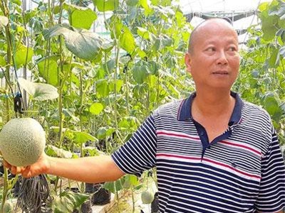 Quảng Bình: Làm ruộng kiểu "tân thời", chống bão cấp 15, cứ 1m2 lãi 1 triệu