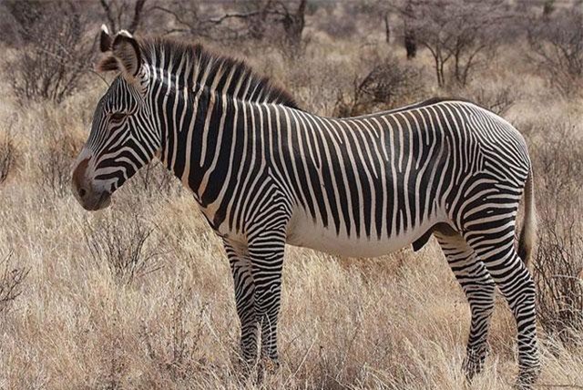 Điều bất ngờ về loài ngựa hoang dã đẹp nhất thế giới