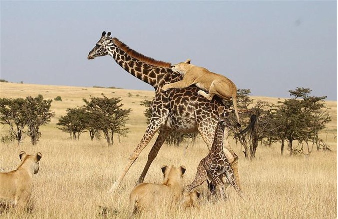 Ảnh động vật: Sư tử hạ gục hươu cao cổ, sóc chuột kiếm ăn trong công viên