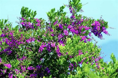 Điều bất ngờ về cây thàn mát nổi tiếng bán đảo Sơn Trà