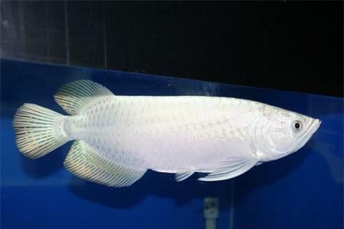 Vẻ đẹp của con cá màu trắng có giá ngang siêu xe