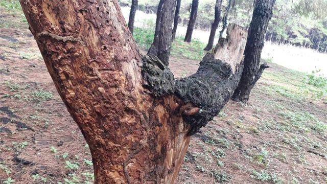 Gia Lai: “Bức tử” hàng trăm gốc thông… để lấy vỏ trồng lan