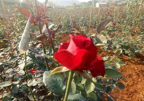 Sơn La: Trồng bạt ngàn hoa hồng trong thung lũng, kiếm vài trăm triệu