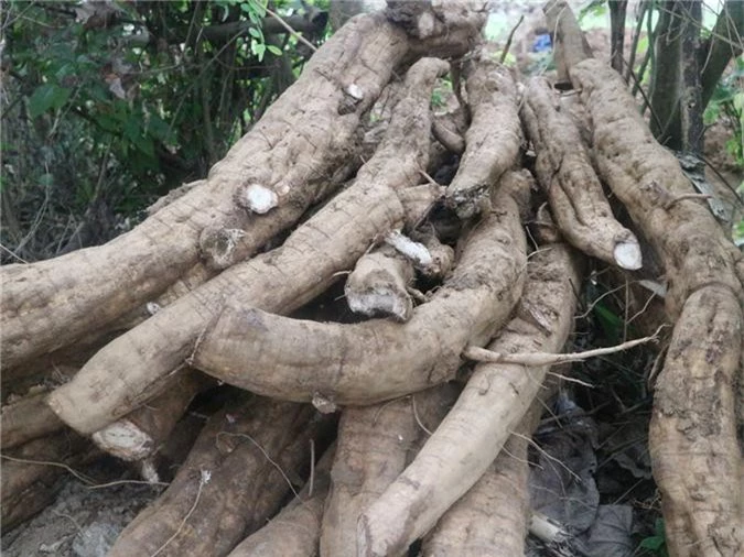 nhung bui san day cho cu khong lo, nhin da mat o song lo hinh anh 3