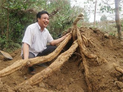 Phú Thọ: Những bụi sắn dây cho củ khổng lồ, nhìn đã mắt ở Sông Lô