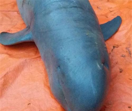 Bến Tre: Gia đình ngư dân đồng ý bàn giao con cá lạ cực quý hiếm