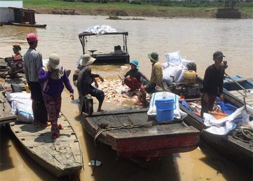  Đồng Nai: Công an điều tra vụ hơn 300 tấn cá bè chết trắng trên sông La Ngà