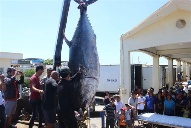 Ngư dân Phú Yên câu được 2 con cá ngừ vây xanh “siêu khủng” tổng trọng lượng gần 600kg