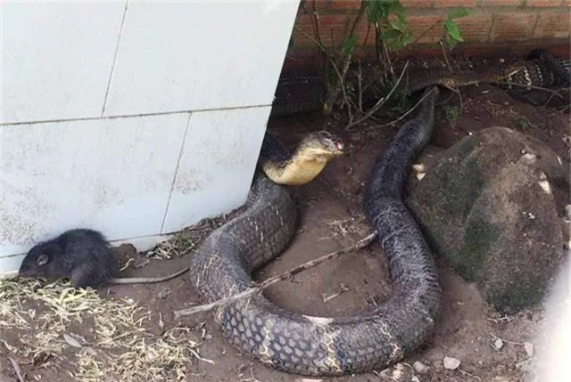 An Giang “cầu cứu” Bộ Nông nghiệp tìm chỗ ở mới cho cặp rắn hổ mang chúa - 1