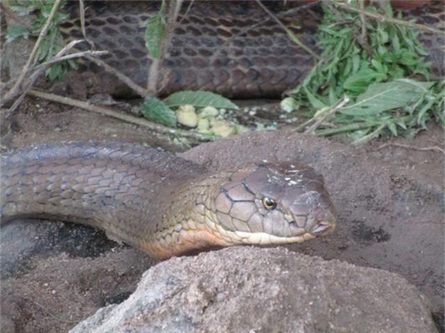 An Giang “cầu cứu” Bộ Nông nghiệp tìm chỗ ở mới cho cặp rắn hổ mang chúa - 3