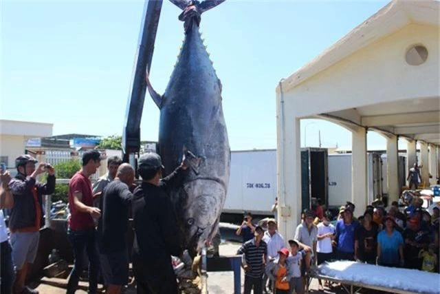 Ngư dân Phú Yên câu được 2 con cá ngừ vây xanh “siêu khủng” tổng trọng lượng gần 600kg - 1