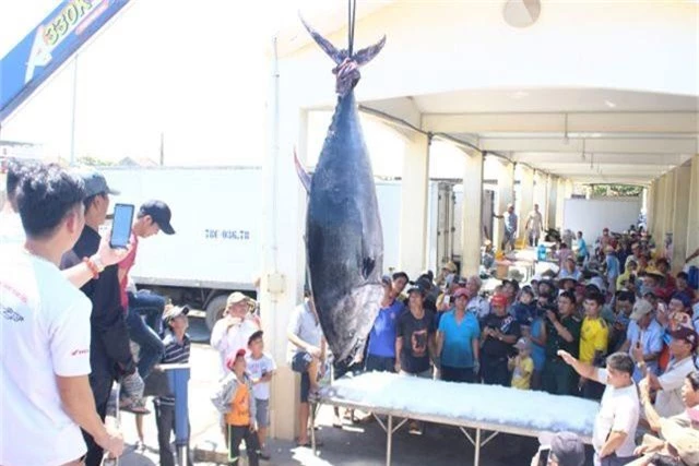 Ngư dân Phú Yên câu được 2 con cá ngừ vây xanh “siêu khủng” tổng trọng lượng gần 600kg - 2
