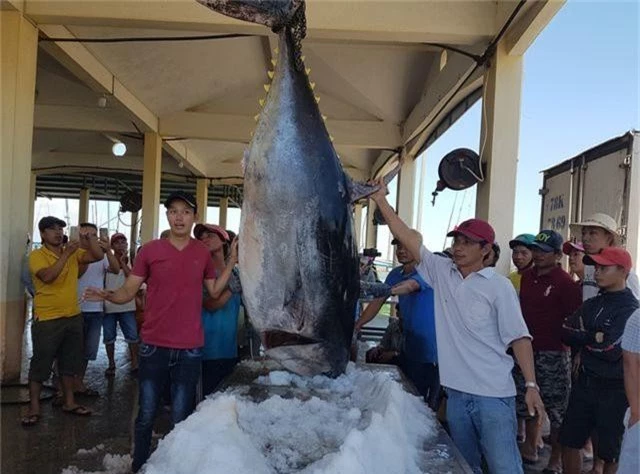 Ngư dân Phú Yên câu được 2 con cá ngừ vây xanh “siêu khủng” tổng trọng lượng gần 600kg - 3