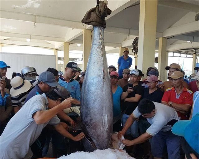 Ngư dân Phú Yên câu được 2 con cá ngừ vây xanh “siêu khủng” tổng trọng lượng gần 600kg - 4
