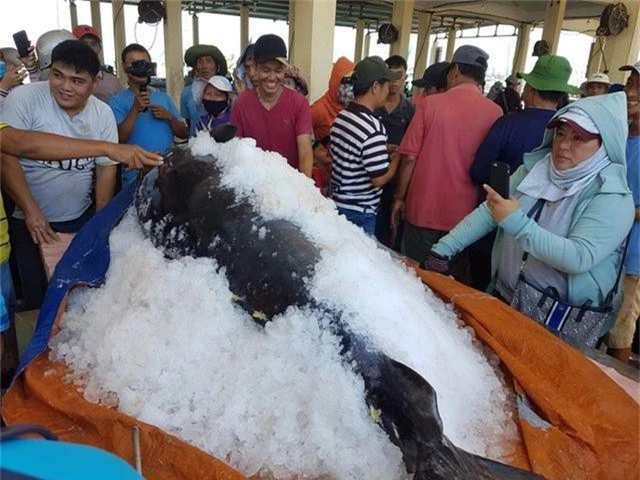 Ngư dân Phú Yên câu được 2 con cá ngừ vây xanh “siêu khủng” tổng trọng lượng gần 600kg - 5