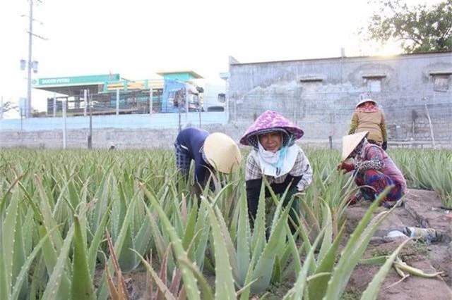 Nha đam được mùa lại được giá, nông dân Ninh Thuận phấn khởi - 1