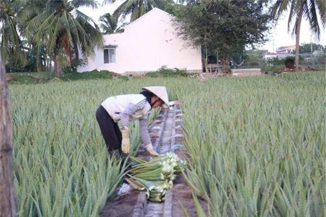 Nha đam được mùa lại được giá, nông dân Ninh Thuận phấn khởi - 4