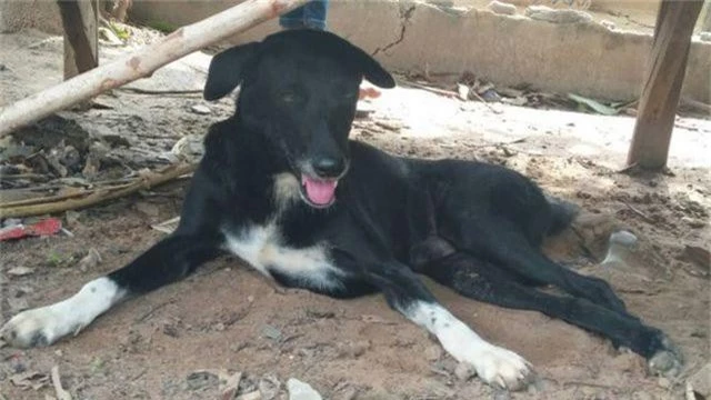 Thái Lan: Chú chó què gây bão vì cứu bé sơ sinh bị mẹ chôn sống - 1