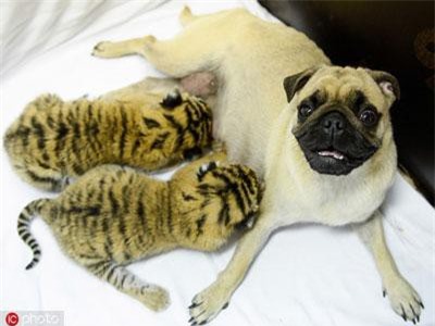 Bội phục những bà mẹ động vật cưu mang con khác loài