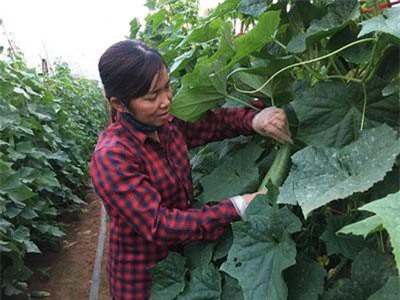 Sơn La: Trồng dưa chuột trên cao nguyên, sai quả, dễ bán, thu tiền "tươi"