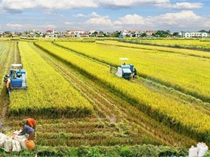 Nông dân ĐBSCL chủ động “thuận thiên” thích ứng trong sản xuất nông nghiệp