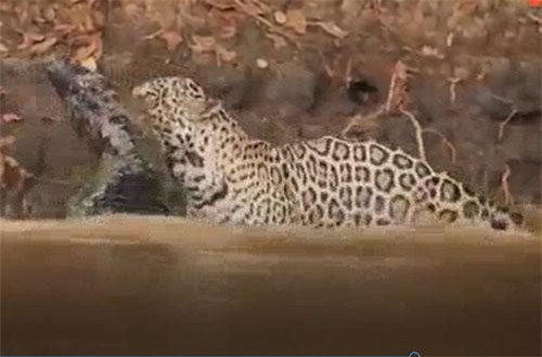 CLIP: Báo đốm lao xuống sông hạ sát cá sấu