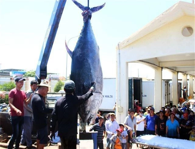 2 con cá ngừ “siêu khủng” nặng gần 600kg được bán với giá “rẻ bèo” - 1