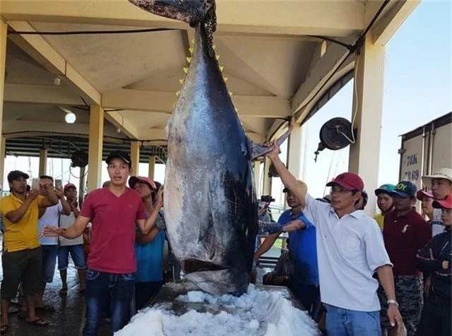 2 con cá ngừ “siêu khủng” nặng gần 600kg được bán với giá “rẻ bèo” - 2