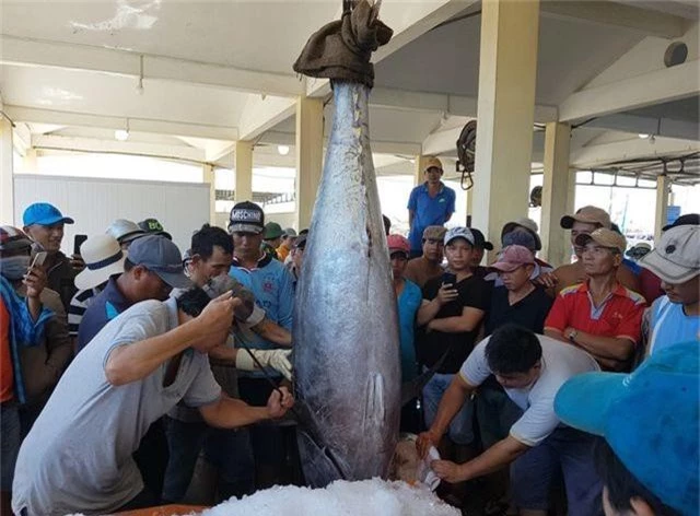 2 con cá ngừ “siêu khủng” nặng gần 600kg được bán với giá “rẻ bèo” - 3