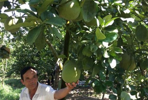 Khánh Hòa: Giữa nắng nóng, thu tiền tỷ từ bưởi da xanh trên vùng đất cằn