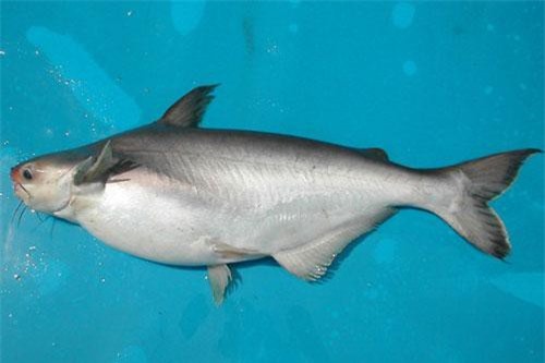 Khám phá ít ai ngờ về cá dứa đặc sản Vũng Tàu