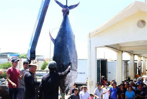 2 con cá ngừ “siêu khủng” nặng gần 600kg được bán với giá “rẻ bèo” ở Phú Yên