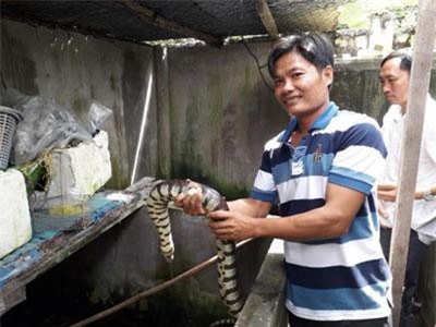 "Công tử" Bạc Liêu nuôi lúc nhúc loài rắn bự trong bể xi măng
