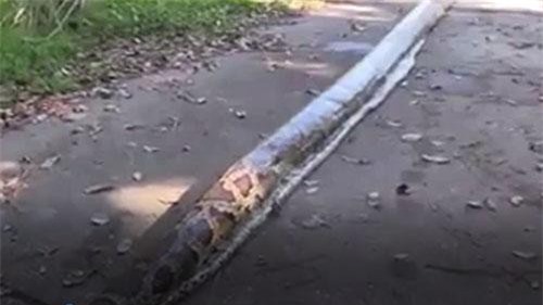 CLIP: Bắt con trăn khổng lồ nặng 70 kg, dài 5,5m