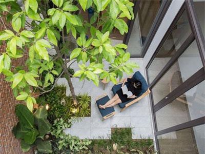 Những loại cây nên trồng ở giếng trời giúp không khí trong lành và tốn ít công chăm sóc