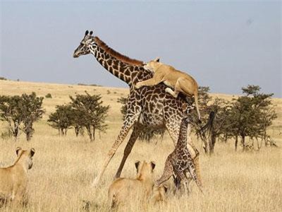 Ảnh động vật: Sư tử hạ gục hươu cao cổ, chim mớm mồi...