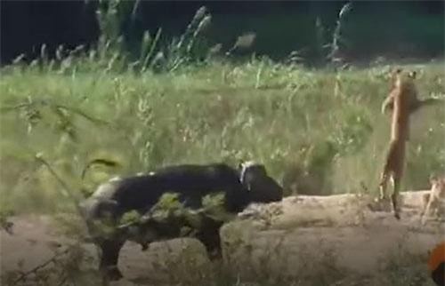 CLIP: Một mình trâu rừng tấn công đàn sư tử, giải cứu kỳ đà