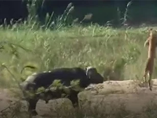 CLIP: Một mình trâu rừng tấn công đàn sư tử, giải cứu kỳ đà