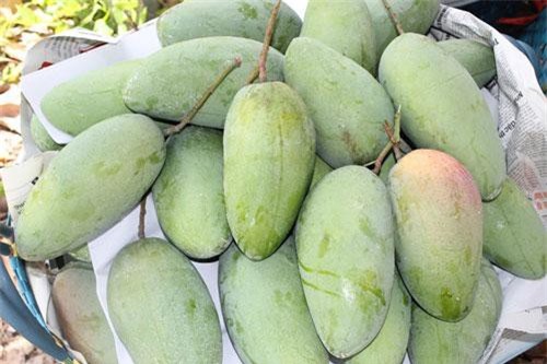 An Giang xuất khẩu lô xoài đầu tiên sang Mỹ