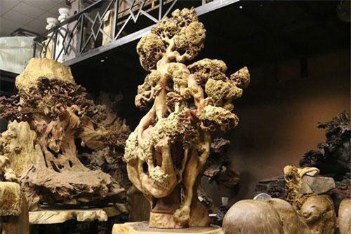 "Mai cổ" từ gỗ nu quý của dân chơi Hà thành giá bạc tỷ cực hiếm