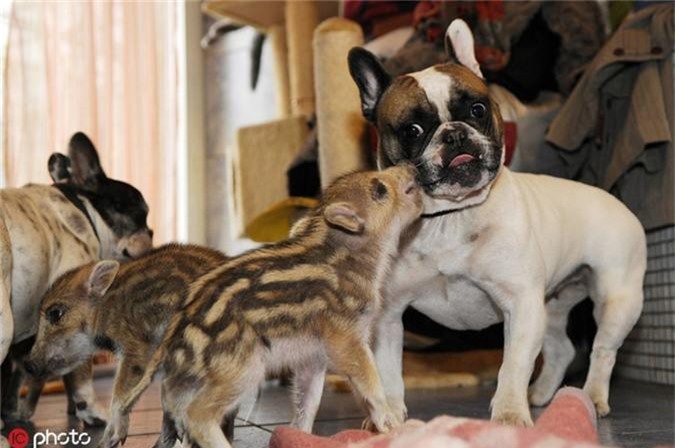 Bội phục những bà mẹ động vật cưu mang con khác loài - Hình 7 Boi phuc nhung ba me dong vat cuu mang con khac loai-Hinh-7