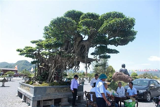 cay sanh "khung" nhat viet nam chua hoan thien da co gia trieu do hinh anh 15